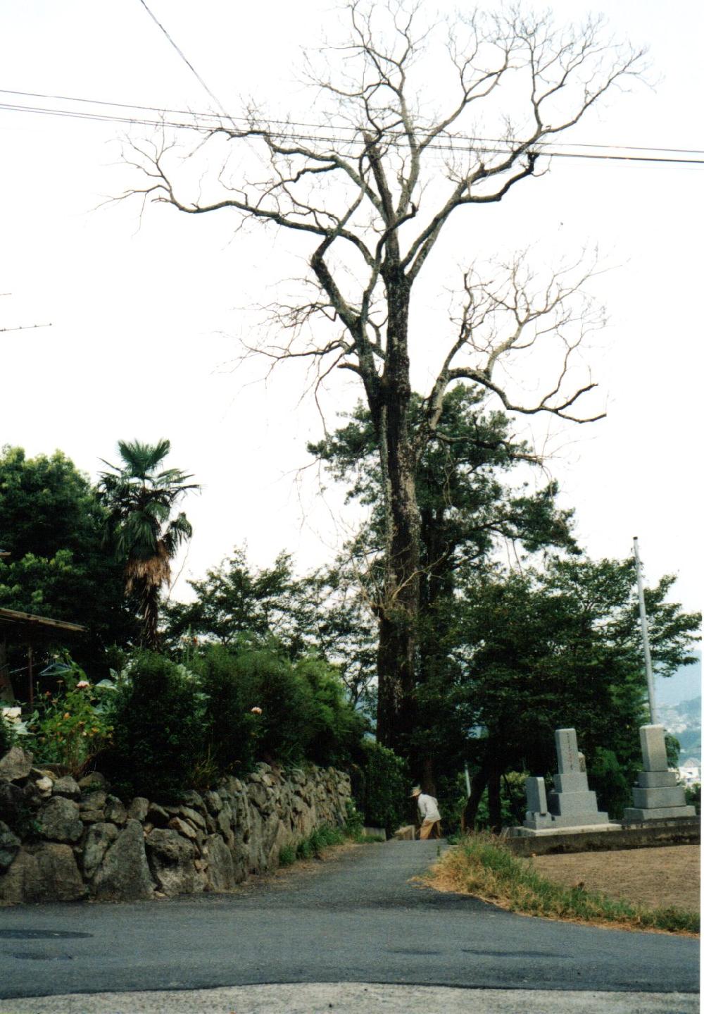 枯れた初代椋ノ木の巨木伐採 平成１０年８月 椋木神社
